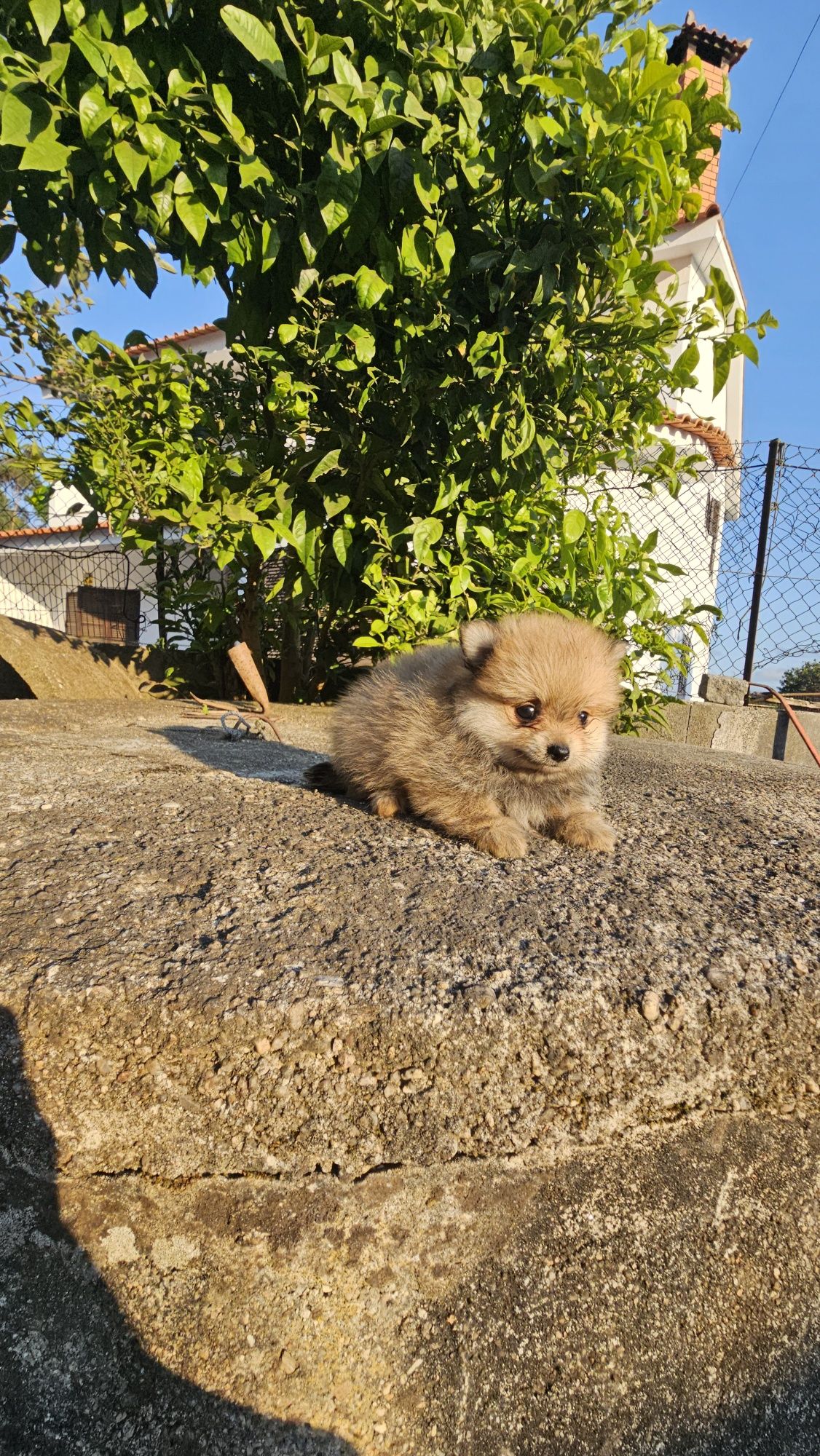 Lulu pomerânia/ spitz alemão anão