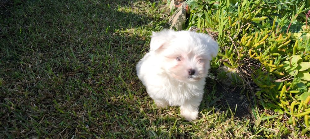 Bichon maltês criado em ambiente familiar disponível para entrega imed