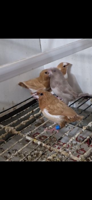 Bengalins de exposição a partir de 7:50 cada dependendo da mutação