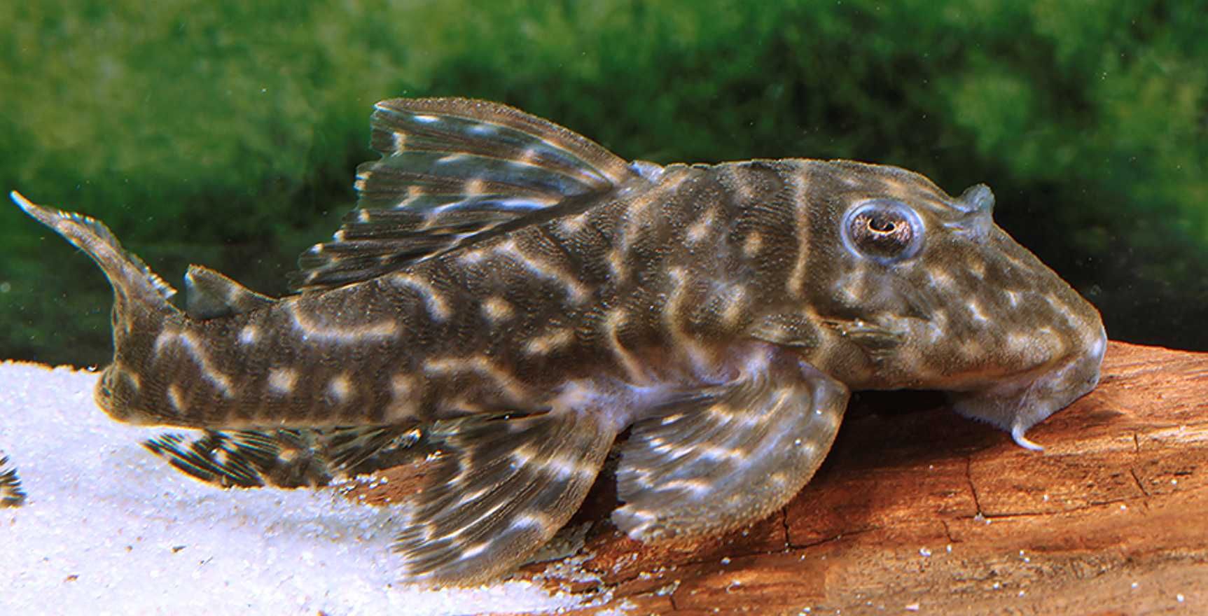Glonojad L129 - Hypancistrus debilittera - ODŁÓW - WF - dowóz, wysyłka
