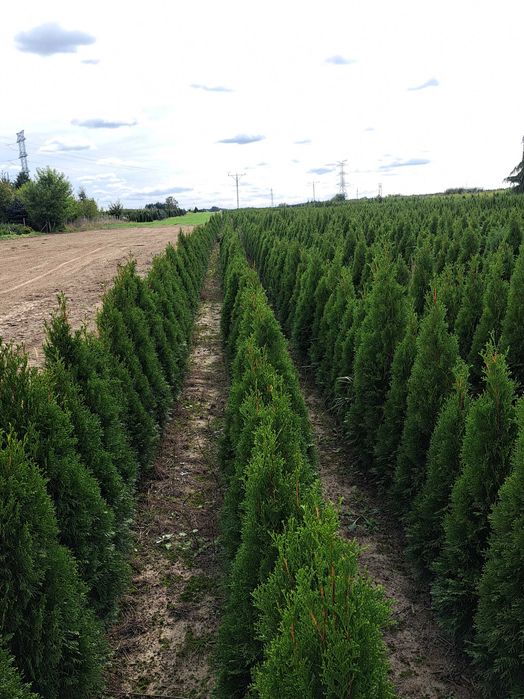 Tuja Szmaragd  80cm-180 cm (Aureospicata 100cm-160cm)