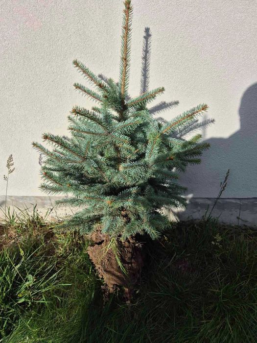 Живі ялинки до ваших Різдвяних свят