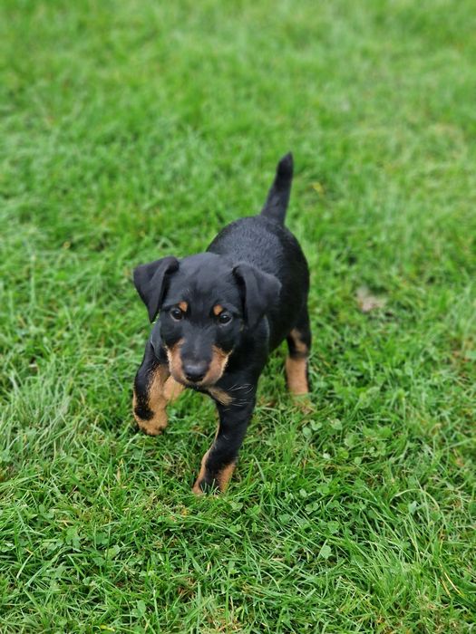 Terier niemiecki, jagdterrier suczka