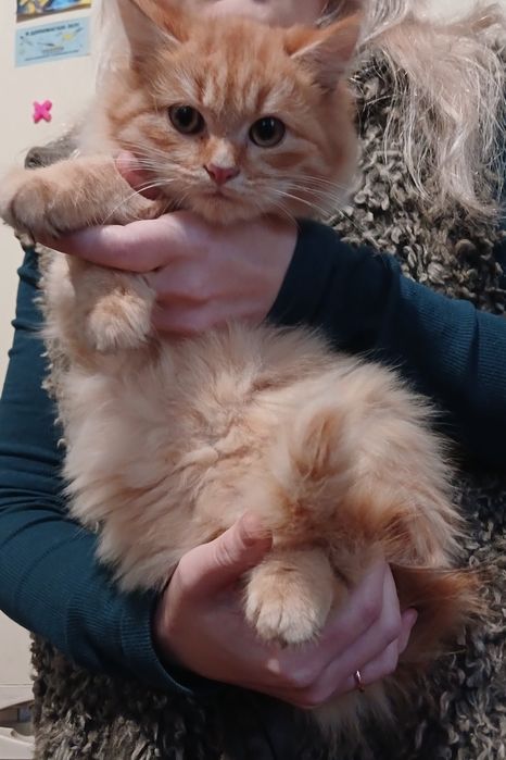 Рудий котик розбійник шукає сім'ю