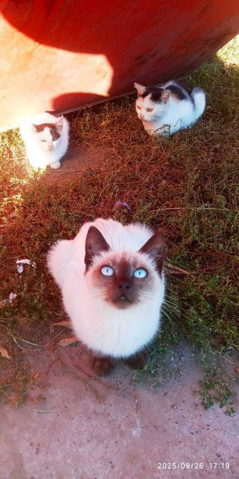 Сіамський котик три місяці