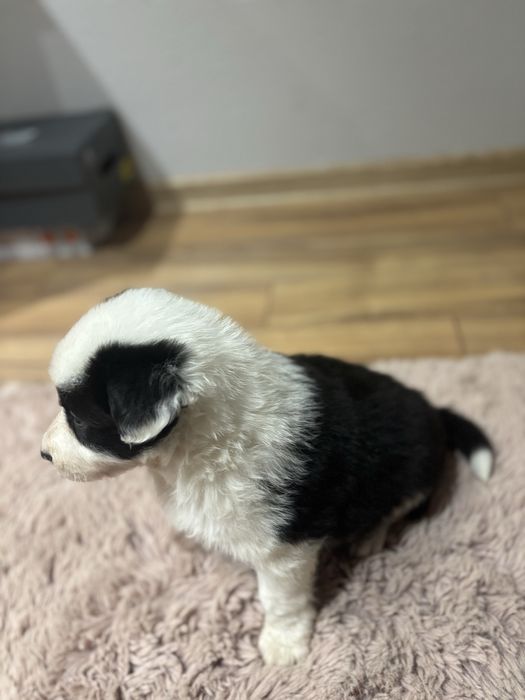 Szczeniak Border collie