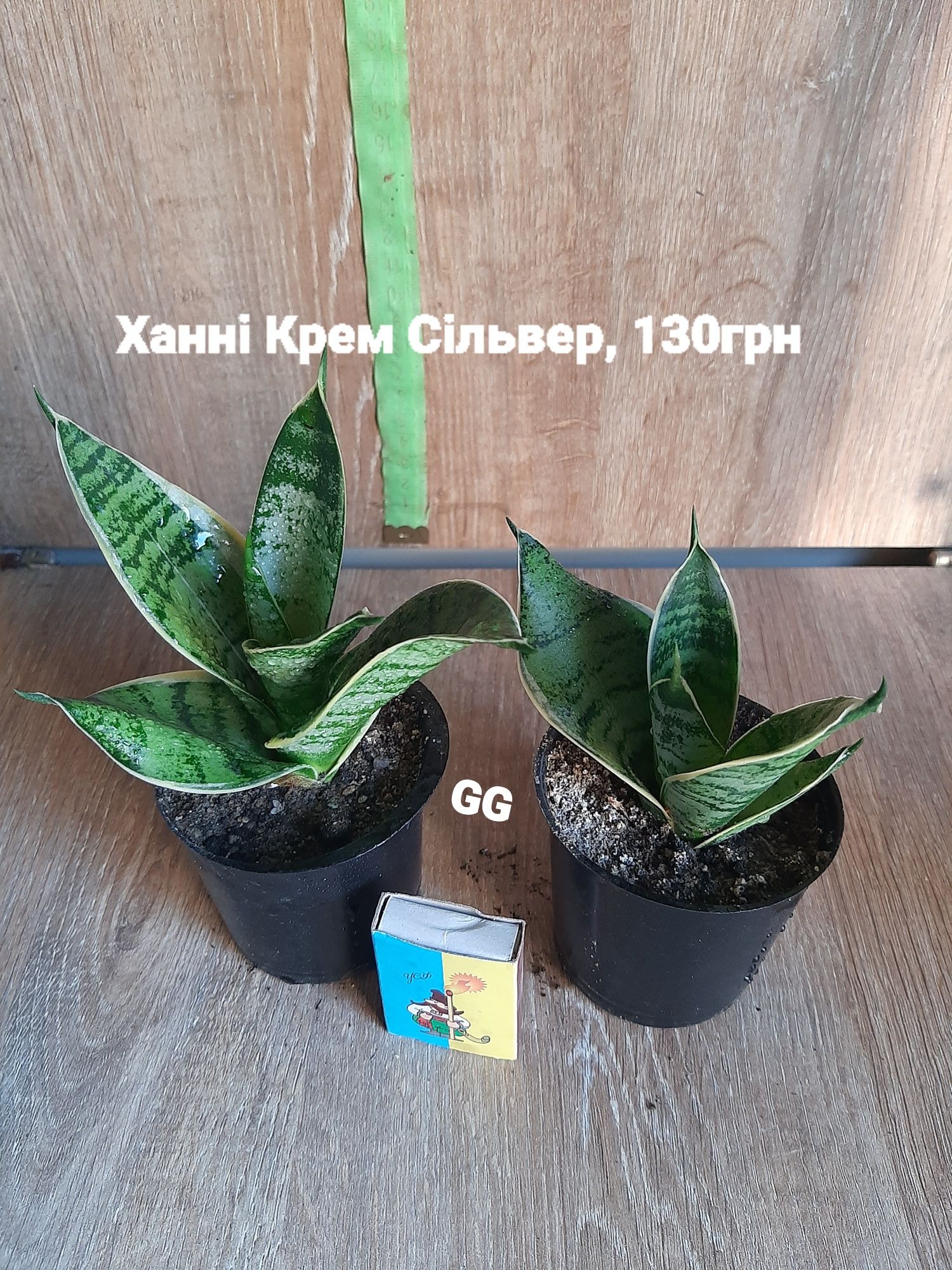 Домашні сансевіерії, гарно вкурінені