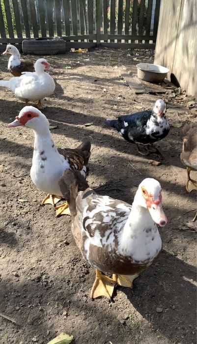 Продам молодих індокачок на держання