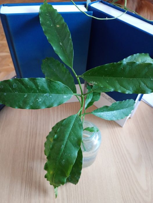 Hoya lockii sadzonka cięta , posiada 6 węzłów   Rezerwacja Agatasp