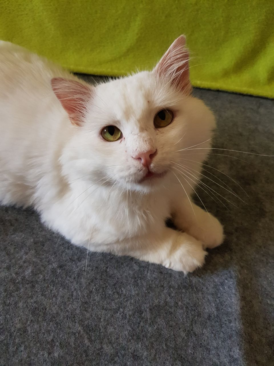 Шикарный котик бесплатно