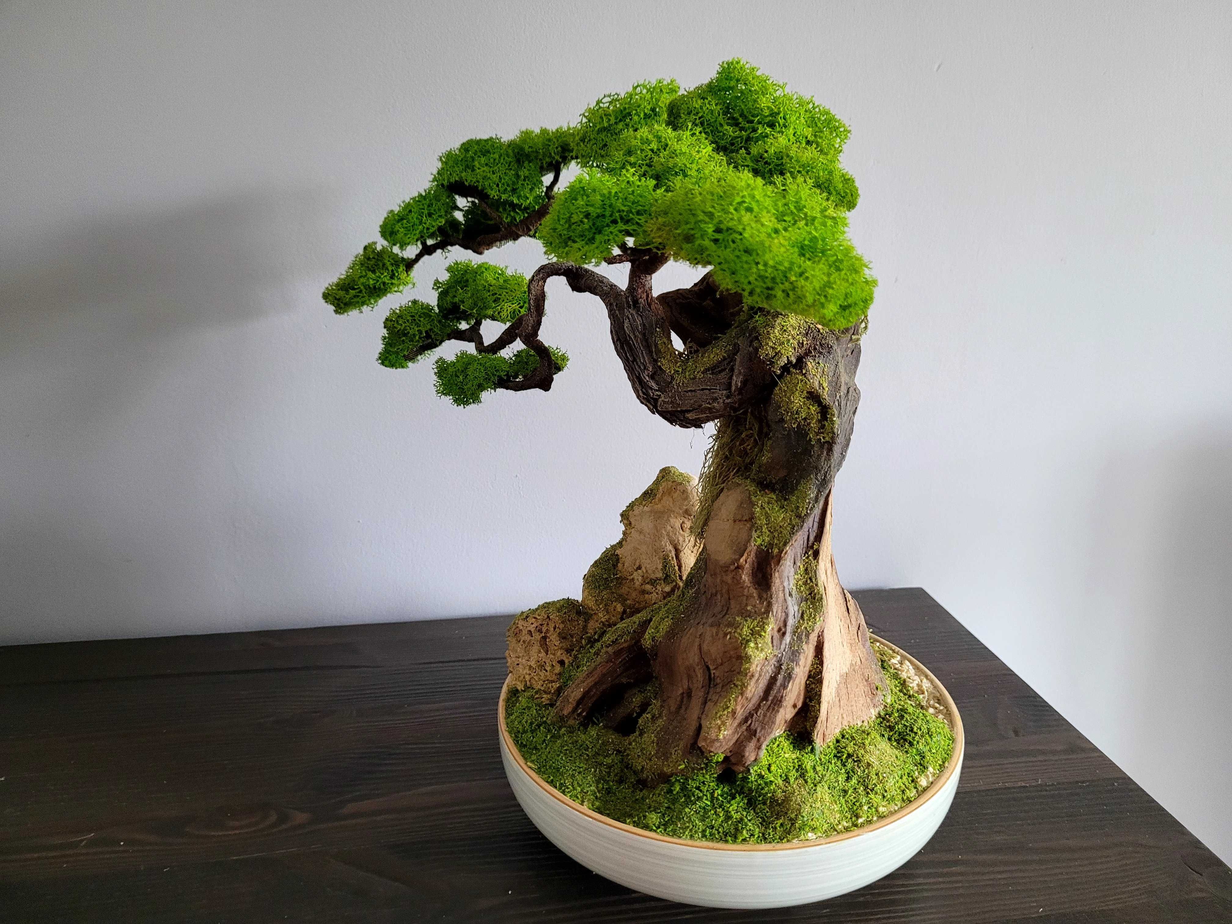 Drzewko Bonsai duże mech chrobotek