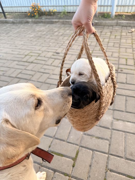 Цуценята лабрадора