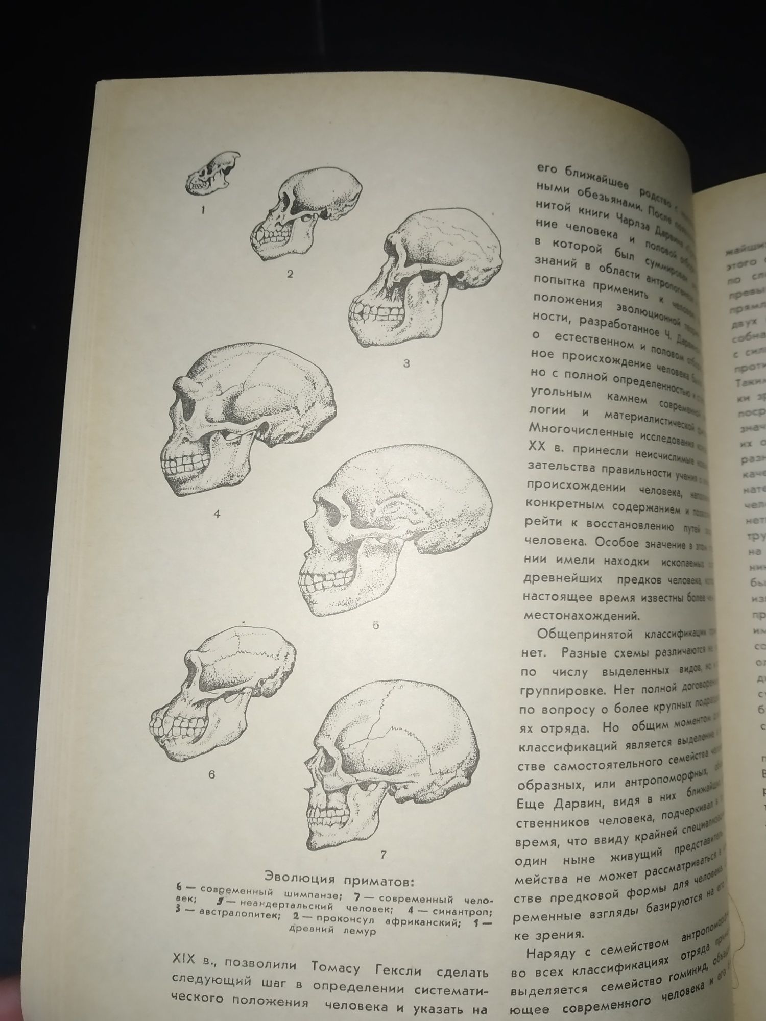 История первобытного общества