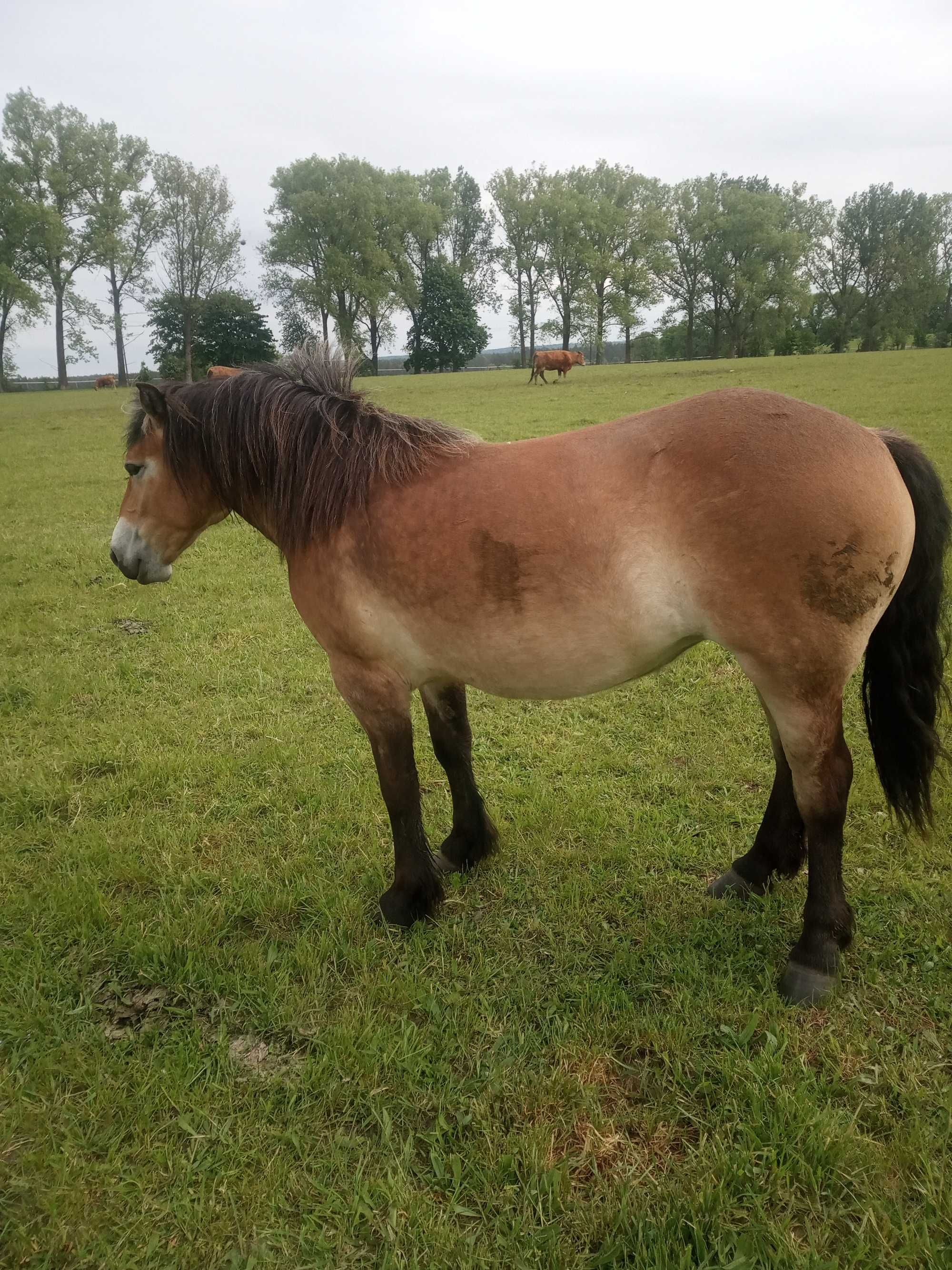 Sprzedam klacz haflinger