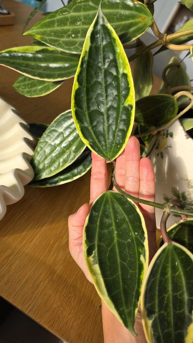 Продам Хойя Макрофила альбомаргината