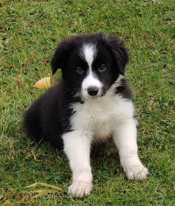 Border collie pies