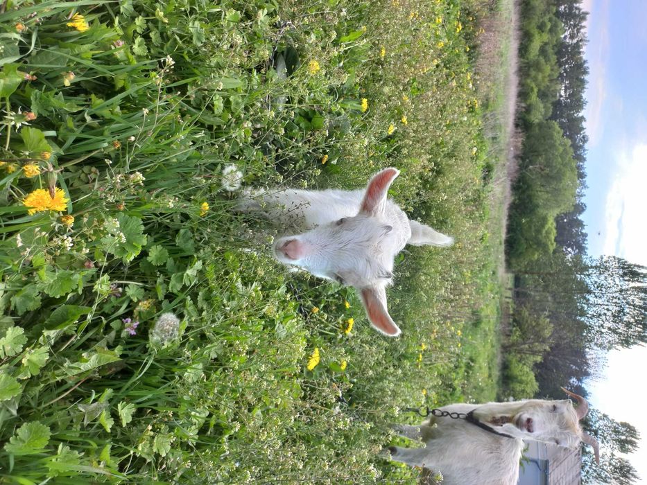 Купити козу козенята  обміняти козлика зеаненця  народився 6.04. 2025р