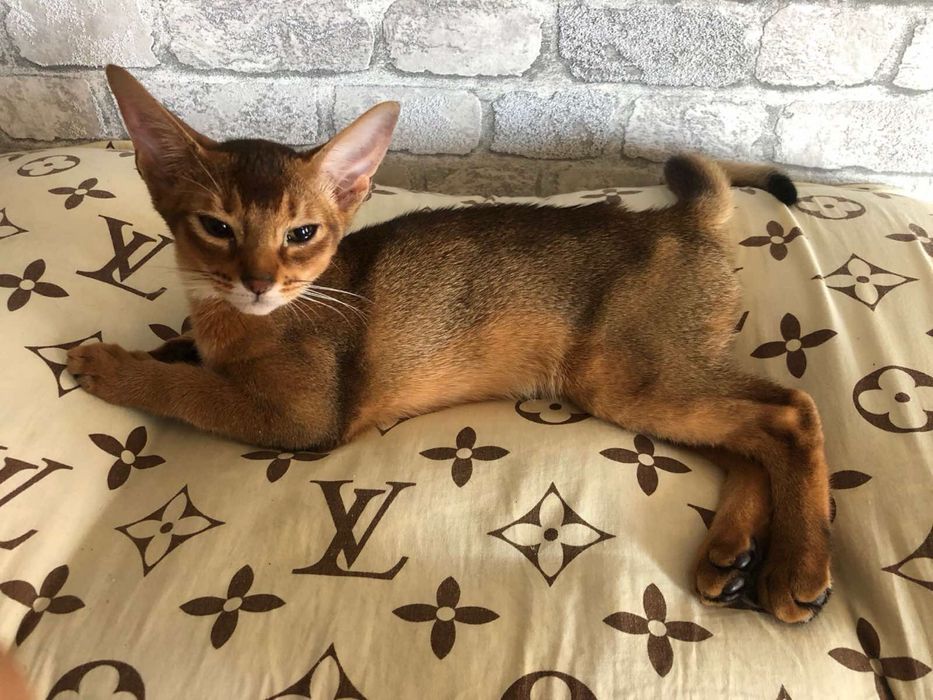 Кошечка абиссинская  5 месяцев в любимцы или разведение дикий окрас