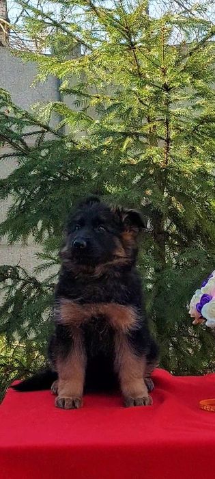 Цуценята нім.вівчарки