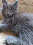 Wyjątkowy kocurek Maine Coon