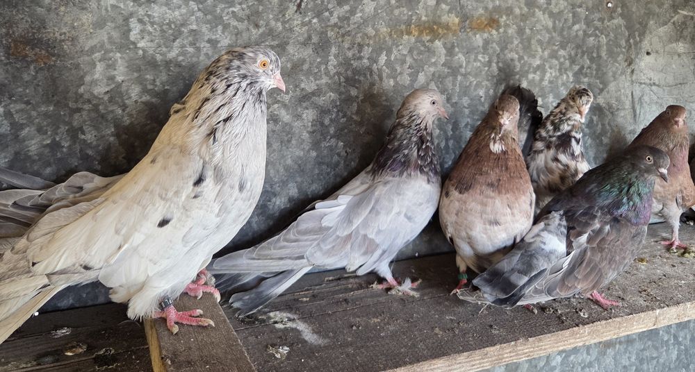 Mikołajewskie samce I samice