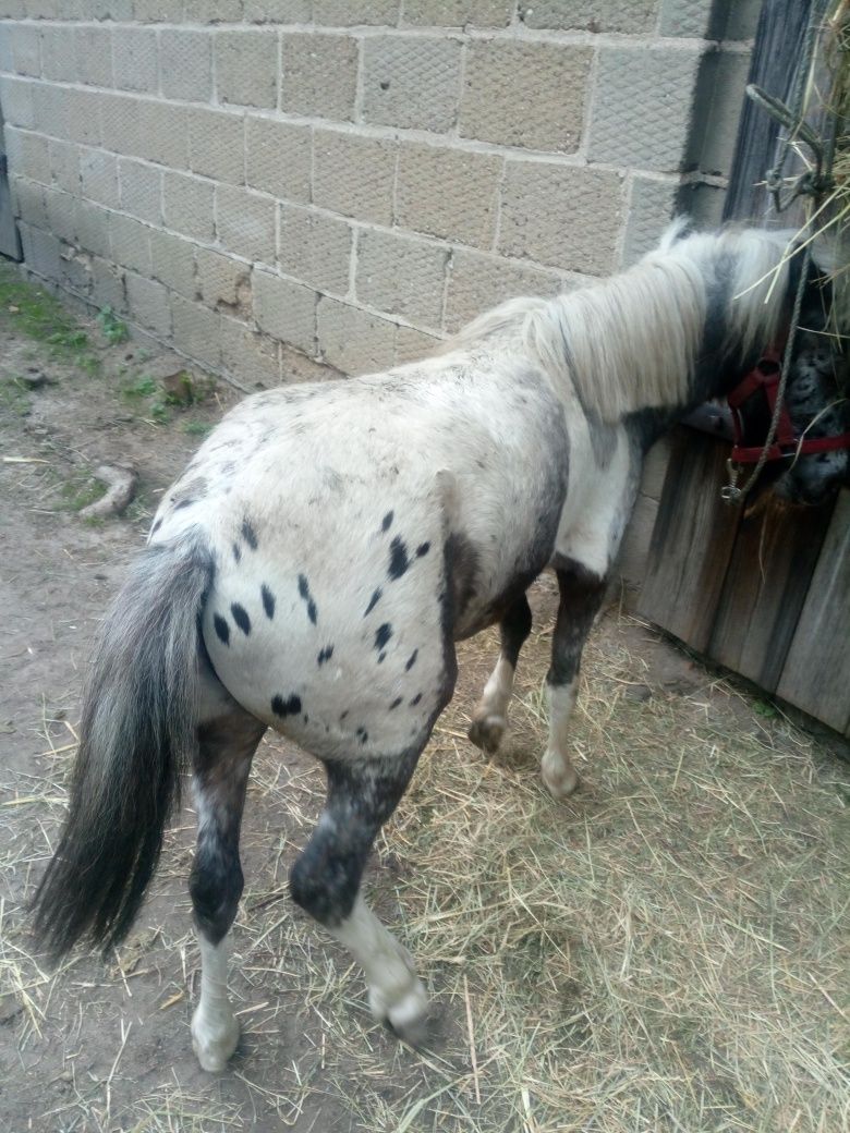 Sprzedam ogierka