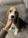 Beagle z domowej hodowli ZKwP, Drużyna Uszatych FCI