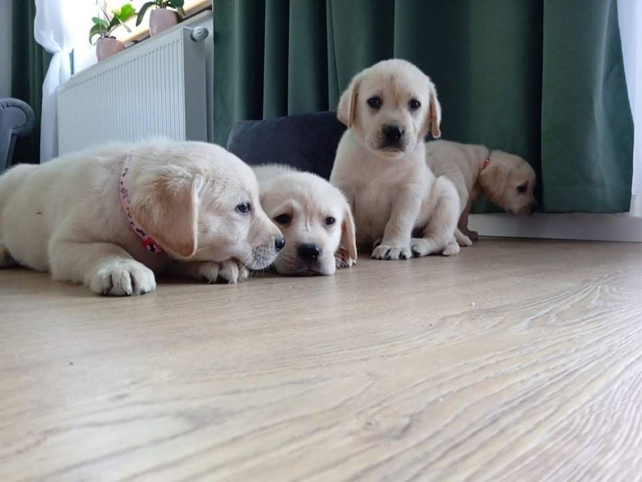 Labrador retriever