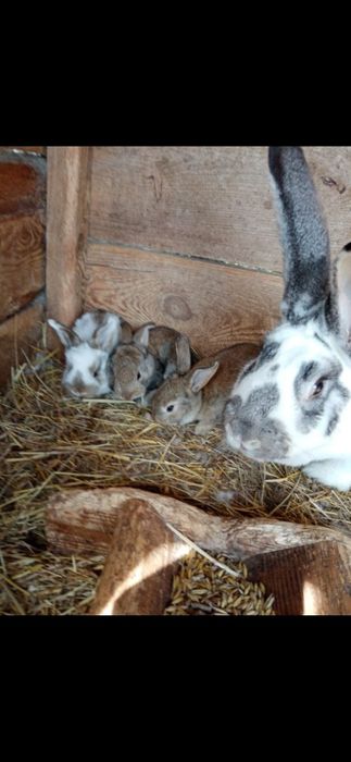 Króliki na sprzedaż