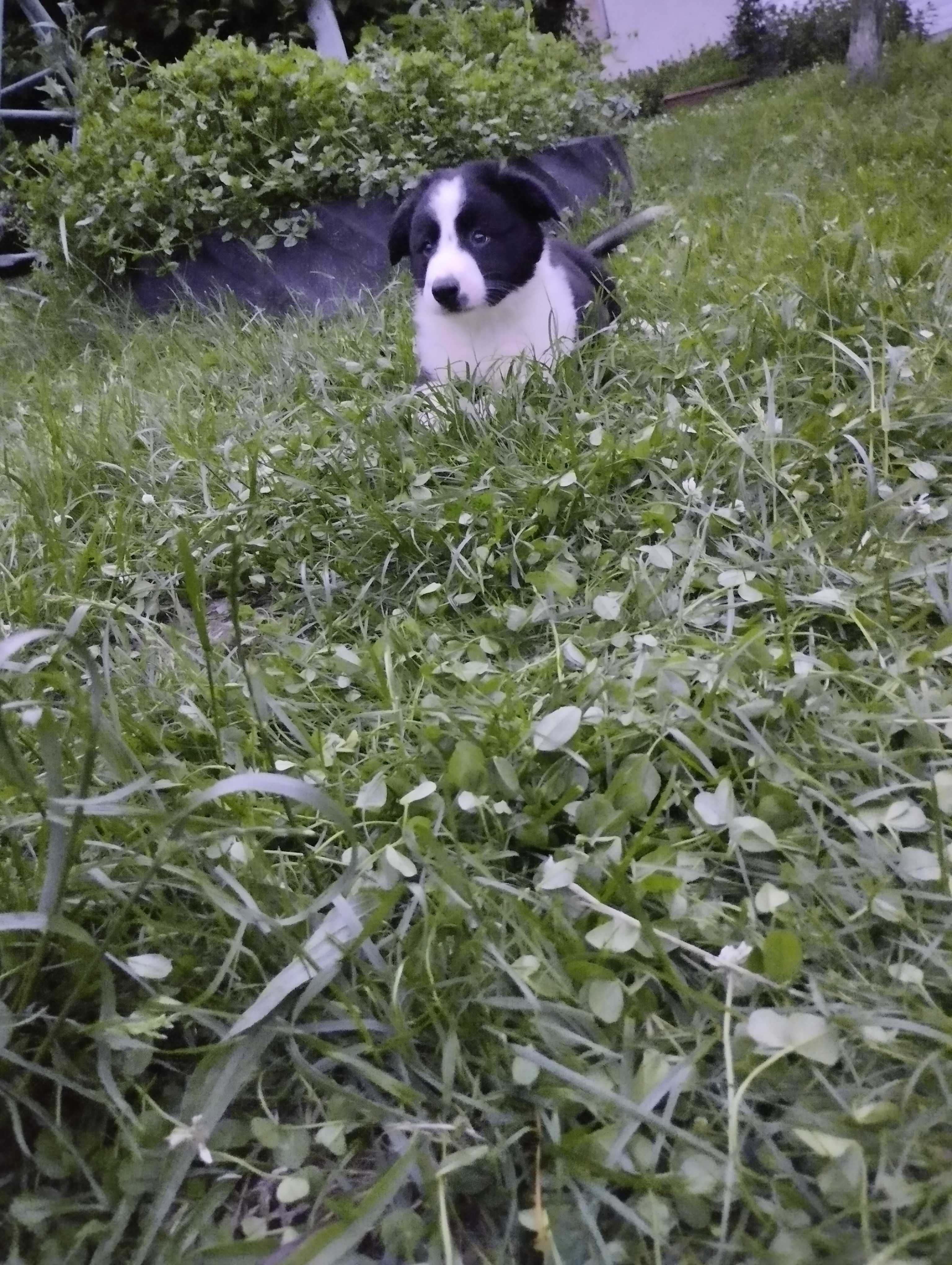 Border collie - szczeniak