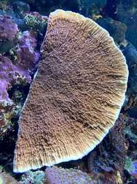 Koralowiec Montipora talerzowa czerwona