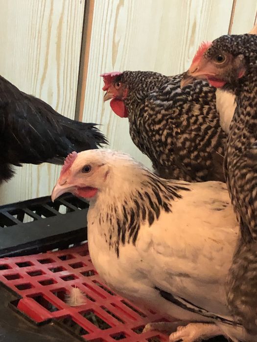 Kurki kolorowe Rosa młode kurki odchowane