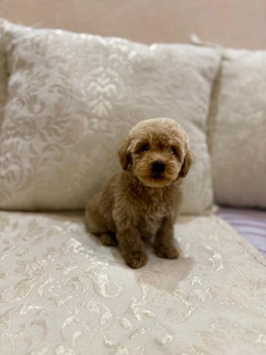 мальтипу ф2  мини мальчик