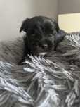 Yorkshire terier black miot -A Almon