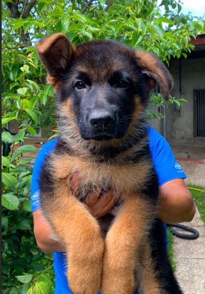 CACHORRO PASTOR ALEMÃO SUPER QUALIDADE