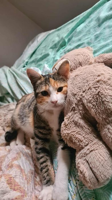 Gatinhos bebes para adoção responsável