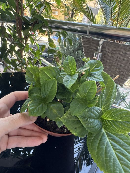 Продам гортензии