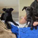 Czarne szczeniaki do odpowiedzialnej adopcji