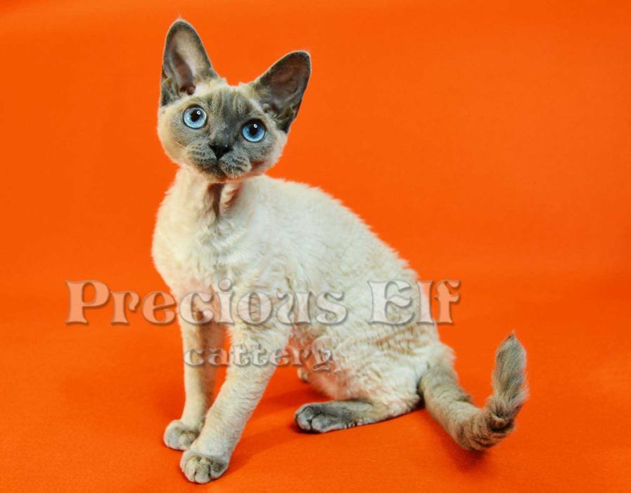 Девочка-голубоглазка Девон Рекс  10 месяцев