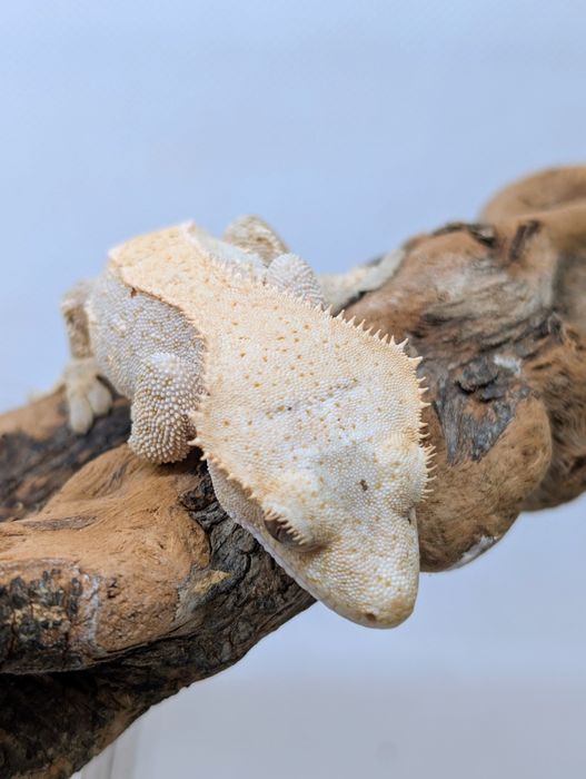 Gekon orzęsiony samiczka