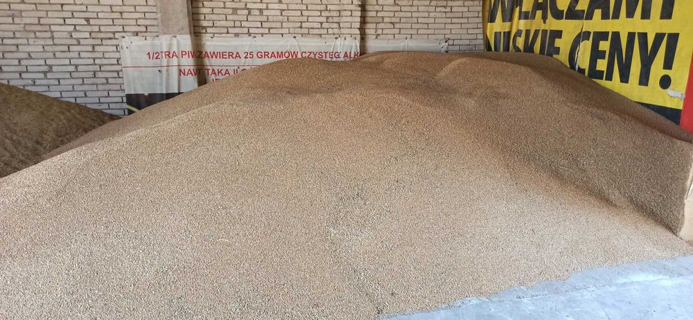 Pszenica euforia ok 20 t siew skoszona przed deszczami