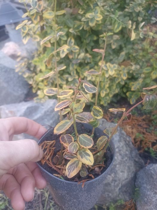 Бересклет з горщиком