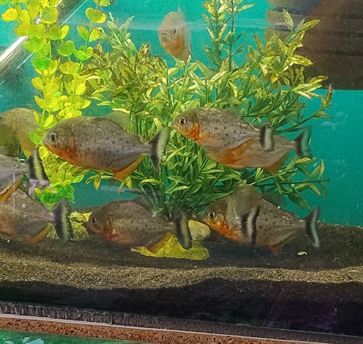 Pirania czerwona Pygocentrus nattereri