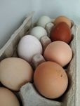 Ovos caseiros Santarém