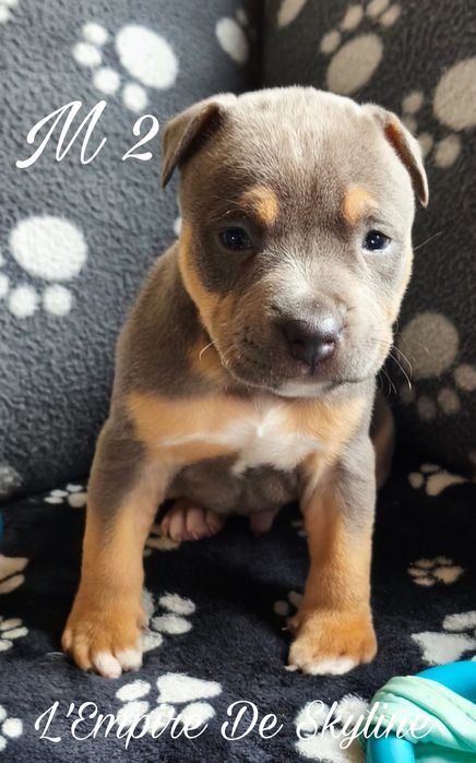Américain staffordshire terrier com LOP