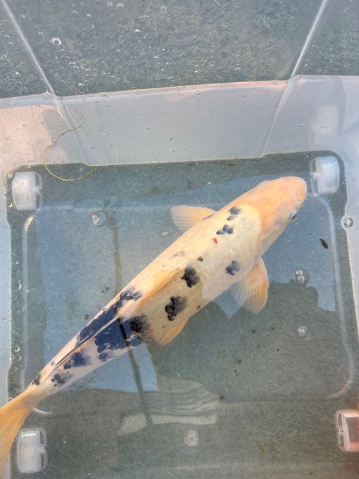 Carpa Koi incrível