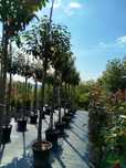 Planta Prunus Laurocerasus Novita 14-16