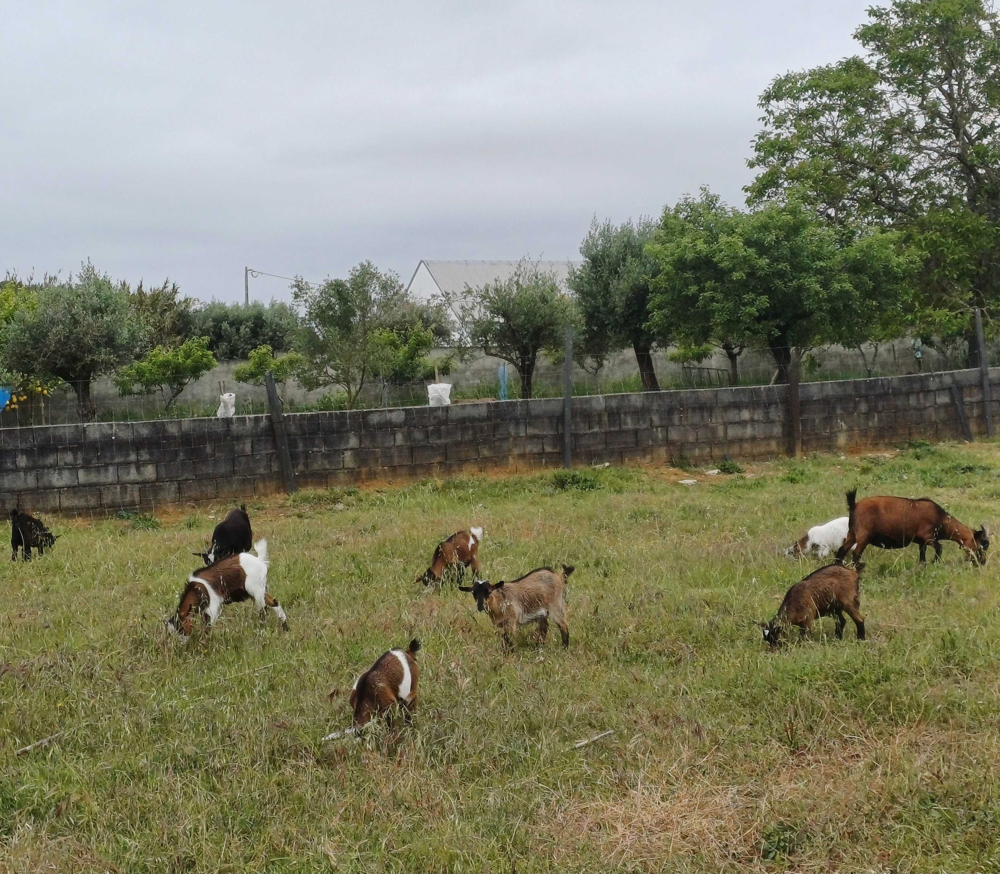 Vendo cabras anãs