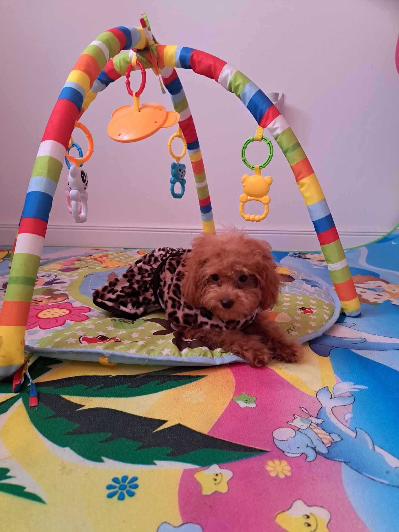 mini suczka pudel toy red  teacup  z rodowodem FCI do odbioru
