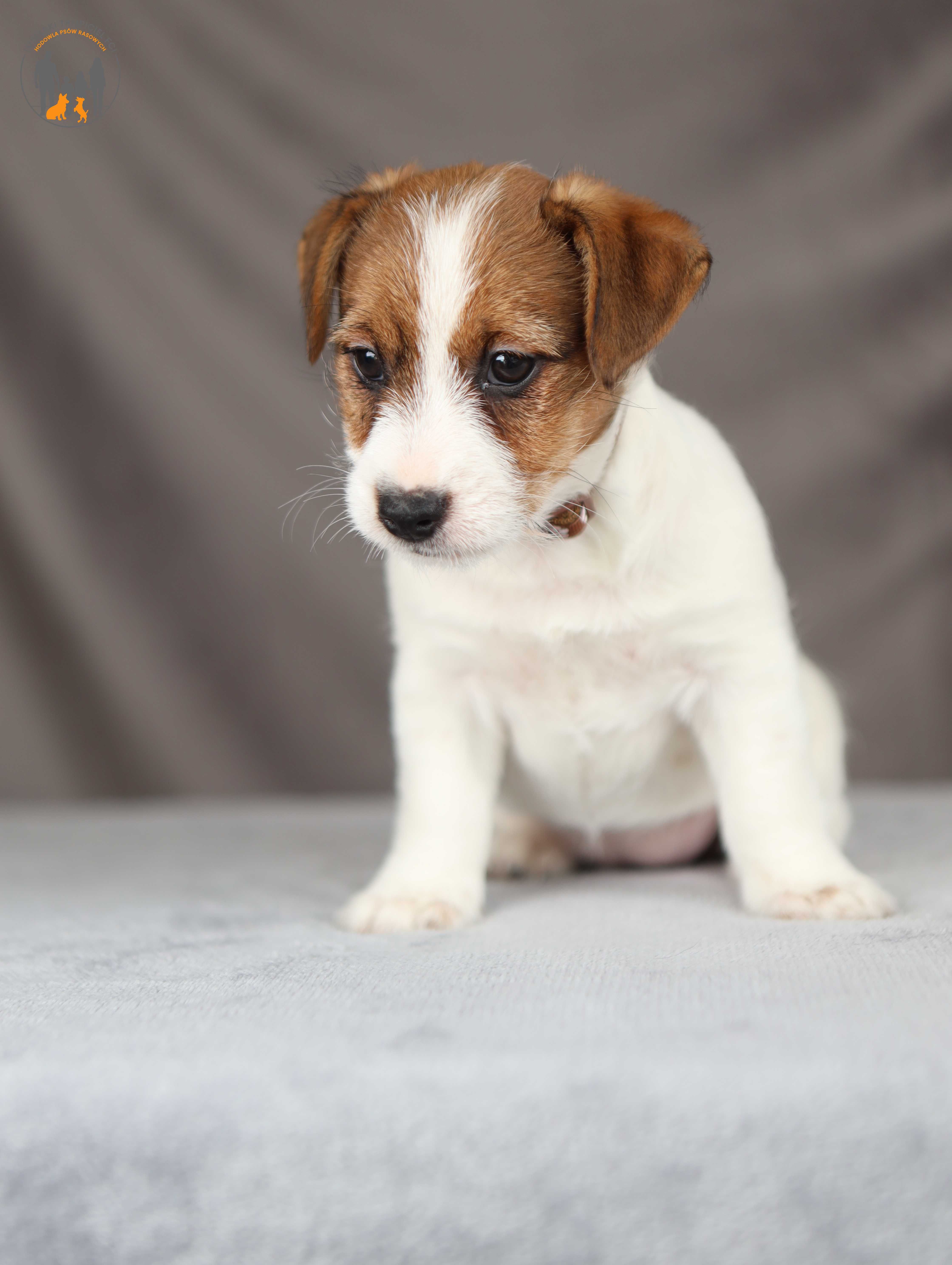 Jack Russell Terrier ZKwP FCI po Ch.Pl